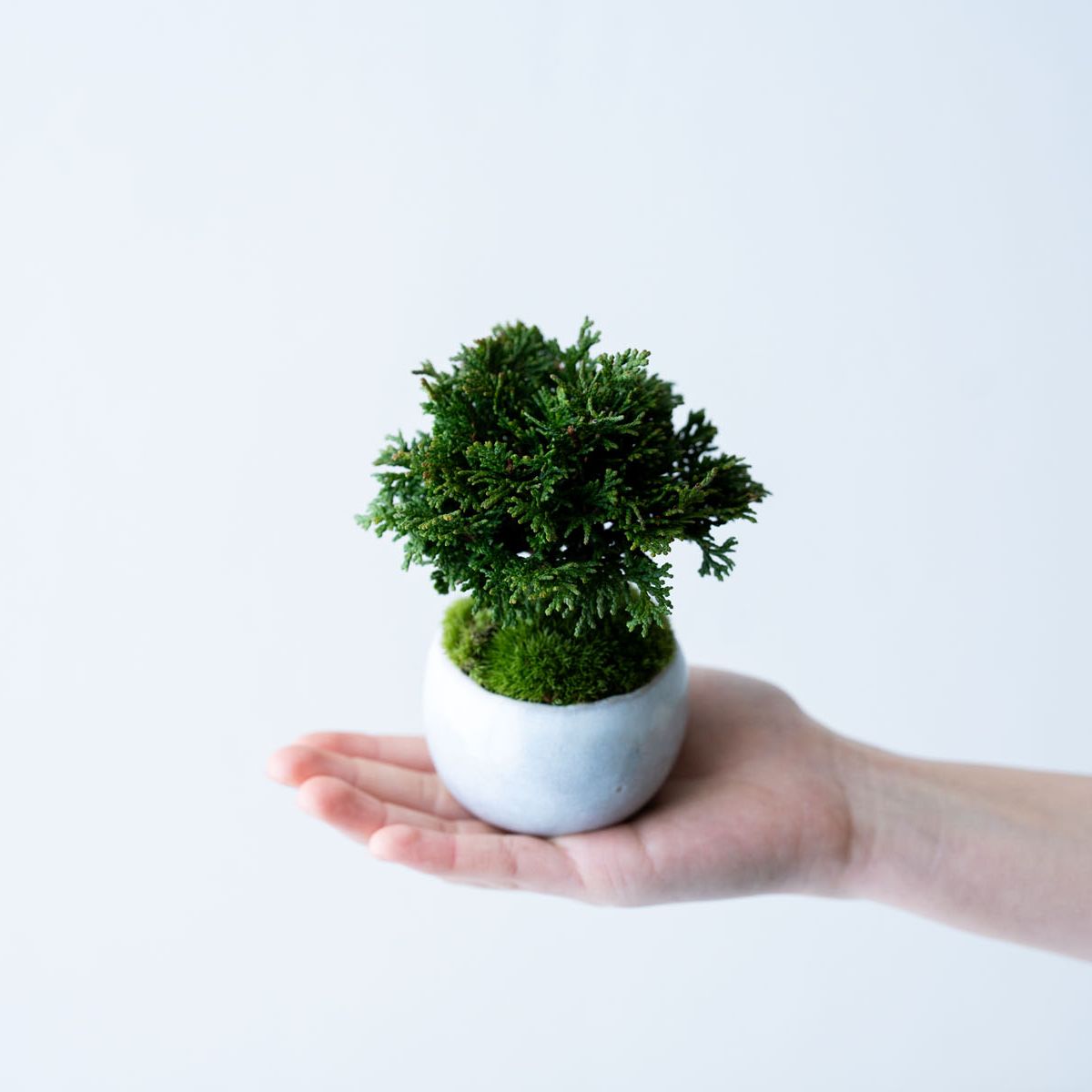 津山ヒノキ｜白萩のうつわ【受け皿セット】